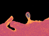 Hiv Budding from a Lymphocyte White Blood Cell  TEM X110 000