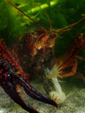 Red Swamp Crayfish (Procambarus Clarkii) Eating an Adult Frog