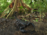 Scorpion on a Rainforest Log (Heterometrus Longimanus Borneensis)