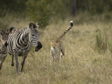 Cheetah (Acinonyx Jubatus) Chasing Zebra