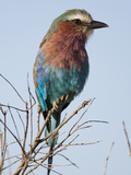 Lilac-Breasted Roller (Coracias Caudata)  Masai Mara  Kenya