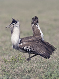 Kori Bustard Displaying (Ardeotis Kori)  Africa