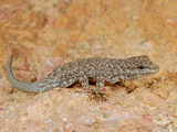 Semaphore Rock Gecko (Pristurus Rupestris)  Mountains of Yemen