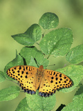 Fritillary Butterfly (Argyreus Hyperbius)  Family Nymphalidae  Japan