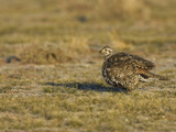 Male Greater Sage-Grouse (Centrocercus Urophasianus)