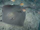 Roughtail Stingray (Dasyatis Centroura)