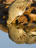 Gambel's Quail Drinking at a Desert Waterhole (Callipepla Gambelii)  Southwestern USA