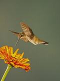 Black-Chinned Hummingbird Hovering Above Flower That it Will Seek Nectar from and Pollinate
