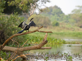 Anhinga (Anhinga Anhinga)  Perched on a Tree  Pantanal  Brazil  South America