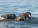 Walrus (Odobenus Rosmarus Rosmarus) Forage on the Sea Floor
