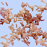 Escherichia Coli Bacteria (Commonly known as E Coli)