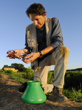 Scientist Holding Two Red Swamp Crayfishes (Procambarus Clarcki)