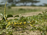 Flap-Necked Chameleon (Chamaeleo Dilepis) Walking with Tail in the Air  Serengeti National Park