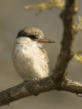Striped Kingfisher  Halcyon Chelicuti  Africa