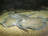 Rosette River Stingray (Potamotrygon Schroederi) 