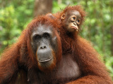 Borneo Orangutan Female with its Baby (Pongo Pygmaeus) Tanjung Puting National Park  Kalimantan