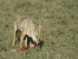 Golden Jackal Eating  Canis Aureus  Tanzania  Africa