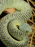 Bush Viper Snake (Atheris Squamiger) Green Phase  Africa