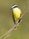 Great Kiskadee Flycatcher (Pitanga Sulphuratus)  Southwestern North America