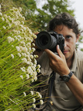 A Photographer Taking Pictures of Santolina Leuchanta  Endemic in the Apuane Alps  Tuscany  Italy