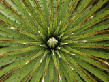 Bromeliad Leaf Pattern (Puya)  Puracâ» National Park  Department Cauca  Colombia