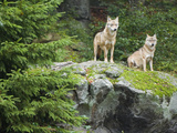 Gray Wolves (Canis Lupus)  Bavarian Forest National Park  Germany  Europe