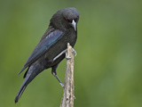 Male Bronzed Cowbird (Molothrus Aeneus) Showing Ruff  Cozad Ranch  Linn  Texas  USA