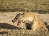 Spotted Hyena at Den Opening (Crocuta Crocuta)  Serengeti National Park  Tanzania