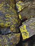 Several Species of Crustose Lichens on a Rock Face  Alpine Tundra  Rocky Mountain National Park