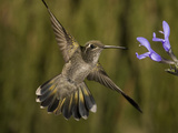 Magnificent Hummingbird Immature Female (Eugenes Fulgens) Feeding at a Sage Flower