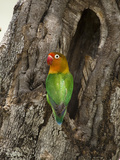 Fischer's Lovebird at its Nest Hole in a Tree Trunk (Agapornius Fischeri) Seregenti  Tanzania