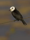 White-Headed Marsh Tyrant  Arundinicola Leucocephala  South America