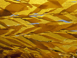 Blades of Giant Kelp (Macrocystis Pyrifera)  California  USA