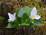 Pacific Trillium (Trillium Ovatum) Opening in the Spring  Cascade Range  Southwest Oregon  USA