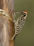 Ladder-Backed Woodpecker Male (Picoides Scalaris) Feeding Nestling in a Nest Cavity