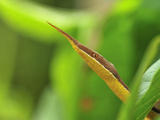 Male Madagascan Twig-Nosed or Spear-Nosed Snake (Langaha Madagascariensis)  Northern Madagascar