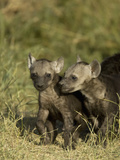 Spotted Hyena Juveniles at a Den Site  in the Masai Mara  Kenya