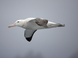 Wandering Albatross in Flight (Diomedea Exulans)  Falkland Islands