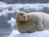 Bearded Seal (Erignathus Barbatus) Sunning Itself on Sea Ice in Svalbard