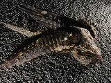 A Nightjar (Caprimulgus Europaeus) Killed by Cars  Europe