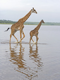 Adult and Young Masai Giraffe  Giraffa Camelopardalis  Walking in Lake Ndutu  Serengeti  Tanzania