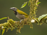 Buff-Throated Saltator (Saltator Maximus)  Costa Rica