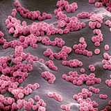 Micrococcus Bacteria on Agar Micrococcus Is Gram-Positive  Aerobic Prokaryote