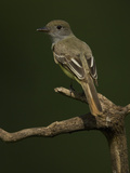 Great Crested Flycatcher  Myiarchus Crinitus  North America