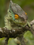 Parsons Chameleon (Calumma Parsonii)