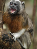 White-Footed Tamarin  Silvery-Brown Tamarin  or Bare-Faced Tamarin (Saguinus Leucopus)