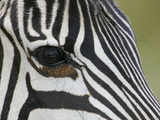 Close-Up of the Common Zebra Eye and Face Stripe Pattern  Equus Burchellii  Maasai Mara  Kenya