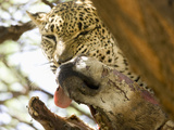 Leopard (Panthera Pardus) in a Tree Eating a Donkey