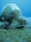 Dugong (Dugong Dugon) Feeding on Sea Grass