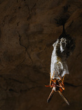 Wasp (Belonogaster Sausserei) at a Nest at the Entrance of a Cave  Socotra  Yemen